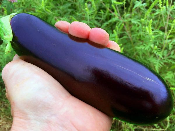 eggplant plant seeds Diamond Organic Eggplant Seeds