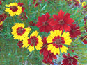 Dyer's Coreopsis