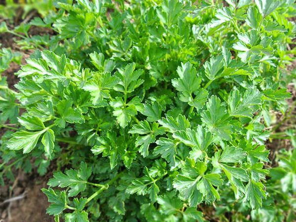 parsley plant gone to seed Easy Cut Organic Flat Parsley Seeds