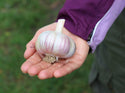 Photo of Egeler Garlic Bulb