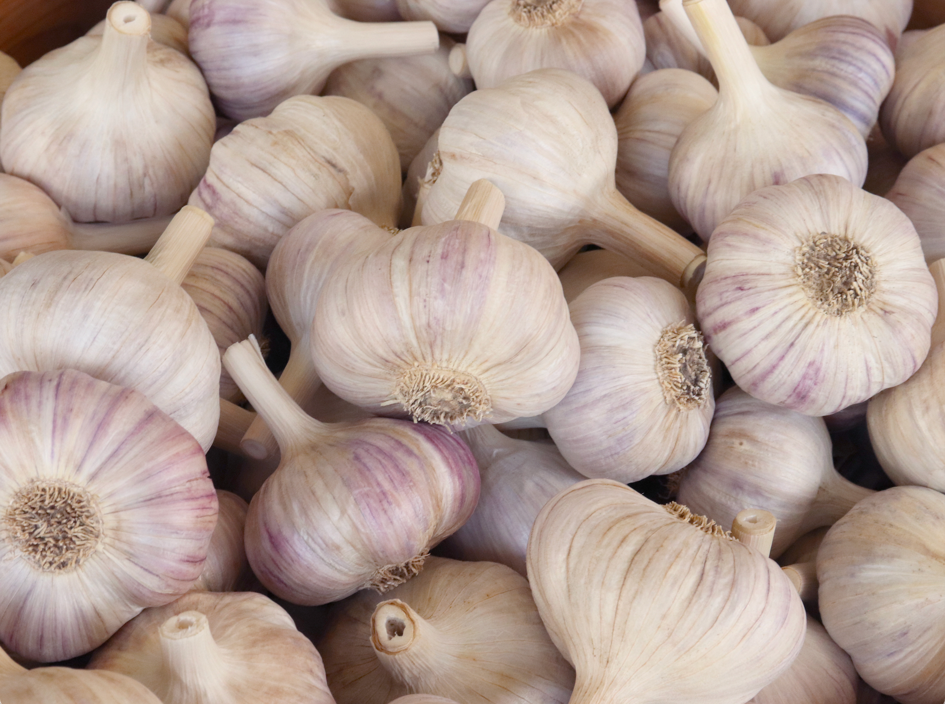 Egeler Garlic Bulbs