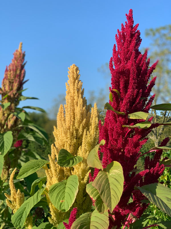 amaranth seeds plant Fercita Amaranth Seeds