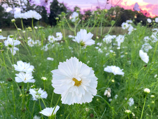 Fizzy White Cosmos