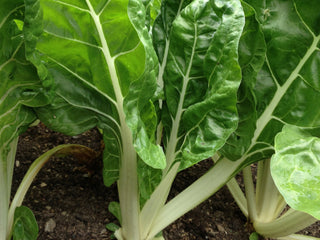Fordhook Giant Chard