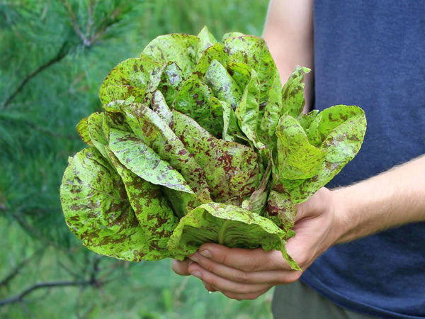 planting leaf lettuce seeds Forellenschluss Organic Lettuce Seeds – Grow Gorgeous Summer Greens