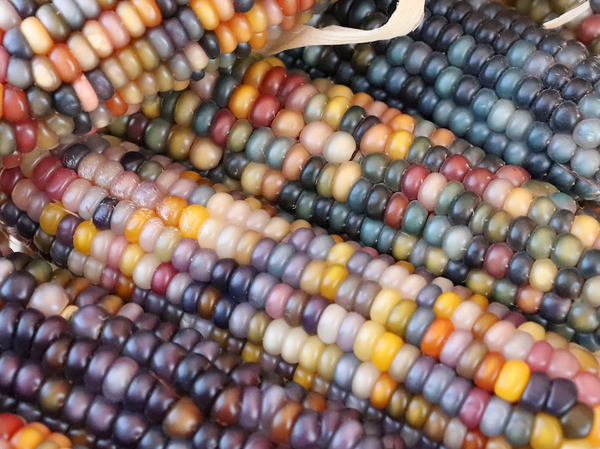 organic popcorn seeds for planting Glass Gem Organic Popcorn Seeds