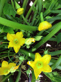 Gold Pattypan Summer Squash flowers