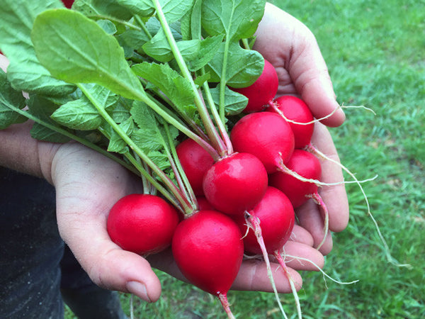 Holmes Royal Red Radish In Hand