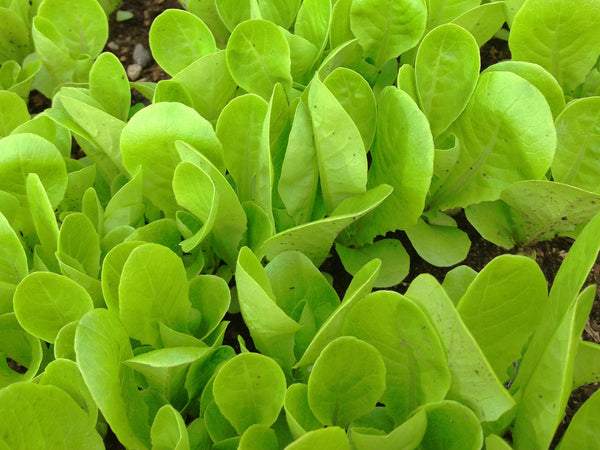 Little Gem Lettuce Information - GreensGuru