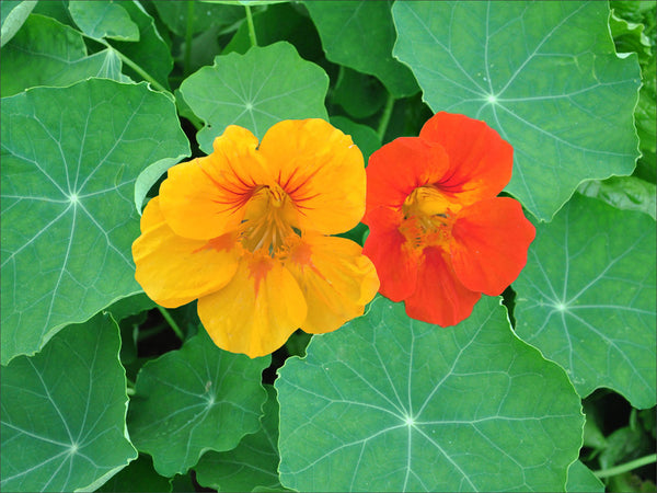 flower seeds nasturtium Nasturtium Seeds