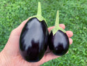 Open Ophelia Eggplant