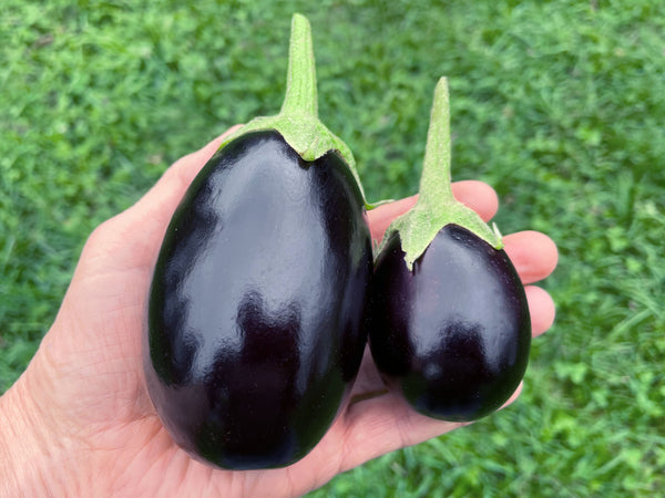 eggplant plant seeds Open Ophelia Organic Eggplant Seeds – Harvest Early, Enjoy Sweeter Fruit