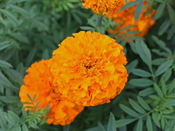 orange flower seeds Orange Marigold Seeds - Plant Vibrant Blooms, Deter Pests