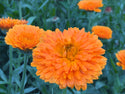 Orange Zinger Calendula Flowers