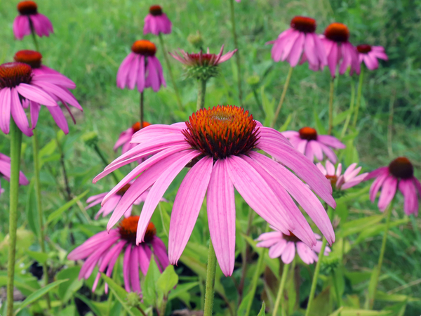 echinacea seeds organic Purple Coneflower Organic (Echinacea) Seeds