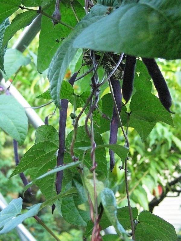 Purple Podded Pole Bean on vine