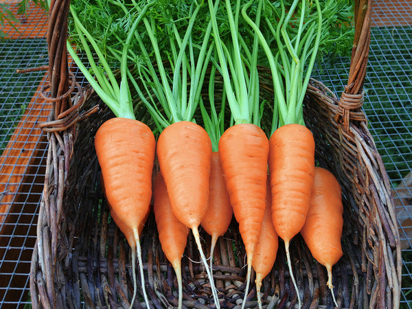 1000+ Chantenay Red Cored Carrot Seeds Non-GMO Heirloom Vegetable Garden Seeds
