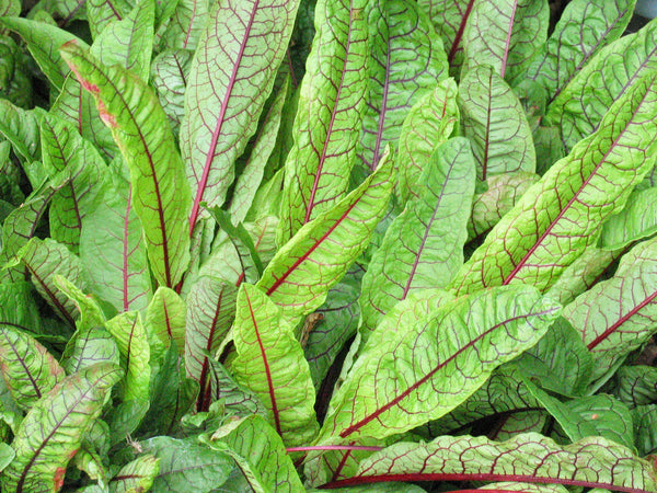sorrel plant seeds Red Veined Sorrel Seeds