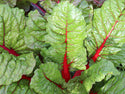 Rhubarb Supreme Chard
