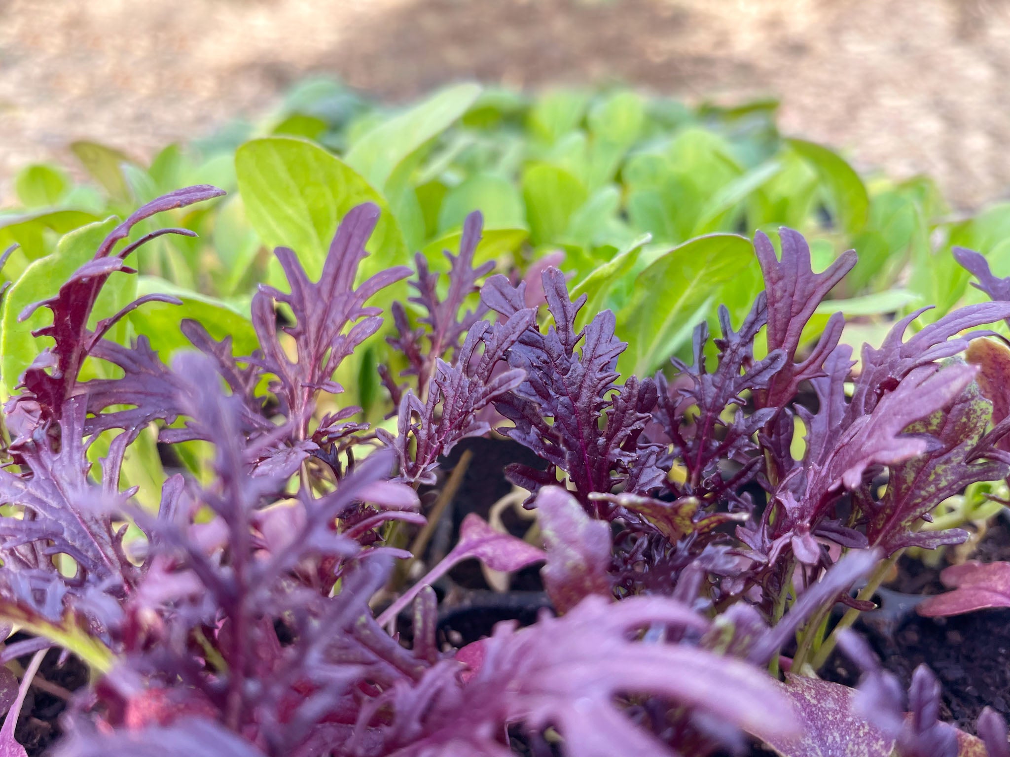 Ruby Streaks Mustard Greens Recipe at Willie Mixon blog