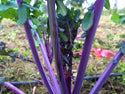 Russian Hunger Gap Kale purple stems