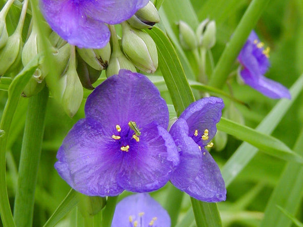 save the bees wildflower seeds Save the Bees! Wildflower Seed Mix