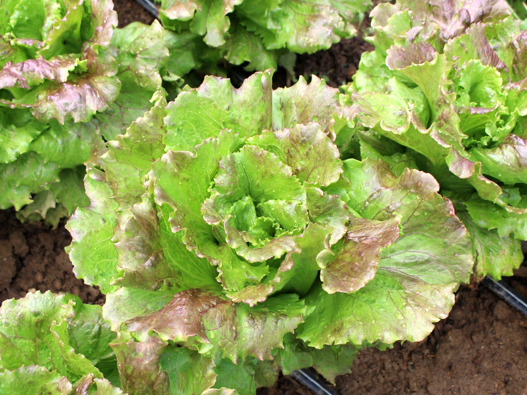 Sierra Lettuce Seeds | Nature & Nurture Seeds