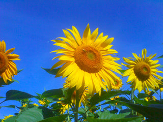 Tarahumara Sunflower