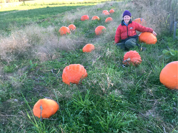jumbo pumpkin seeds for planting W. C. Giant Organic Pumpkin Seeds