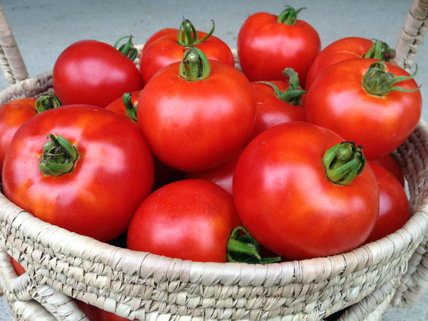 plant fresh tomato seeds Wisconsin 55 Organic Tomato Seeds