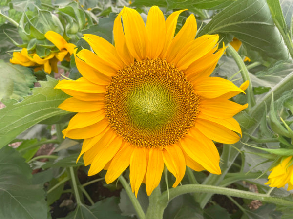 plant the sun seeds Sunspot Dwarf Organic Sunflower Seeds – Grow Cheerful Blooms Fast